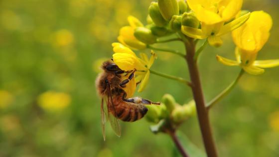 花粉的功效与作用,蜂花粉前列腺的克星