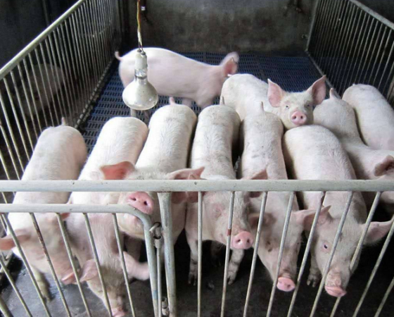 猪不吃食是什么原因,育肥猪不吃食的解决方法