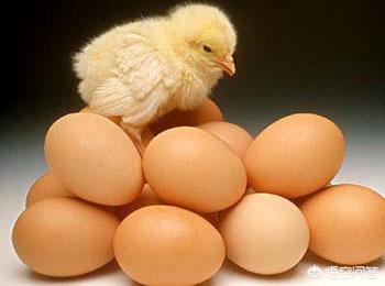 鸡蛋孵化温度,鸡蛋怎样辨别公母蛋