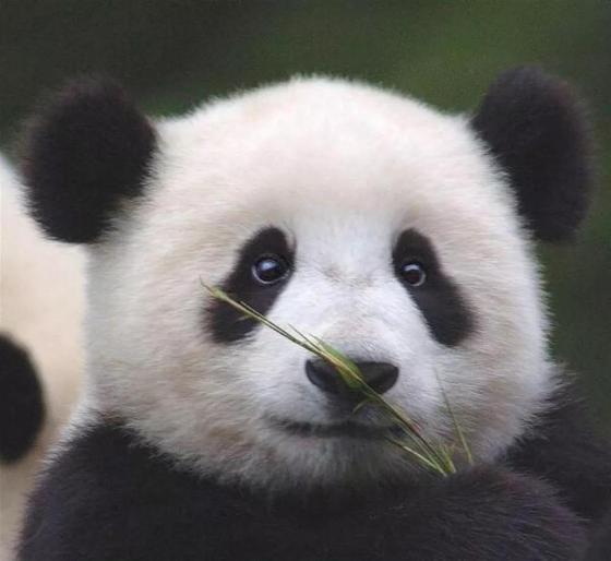 四川现全球首例白色大熊猫 全球唯一棕白色大熊猫