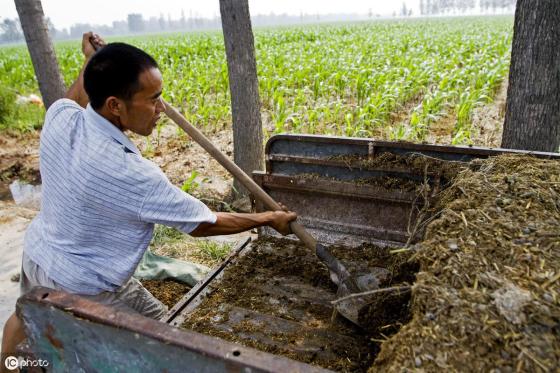 种玉米的方法,玉米栽培技术要点及施肥方法